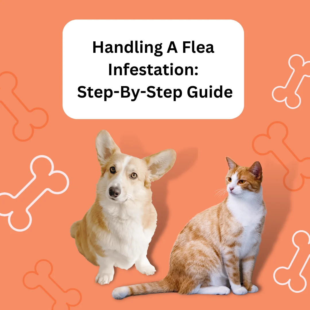 5 Tips for Handling a Flea Infestation: An Overview