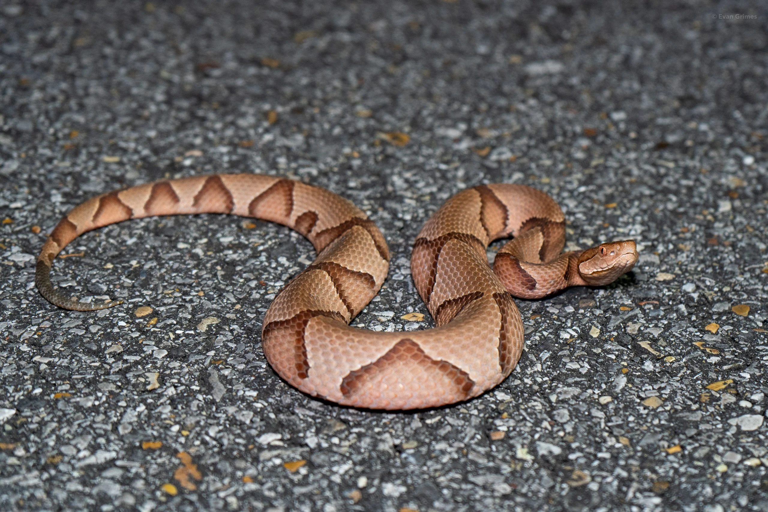 All About Copperhead Snakes: Identification and Habitat