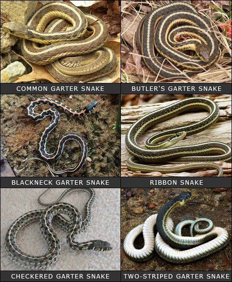 All About Garter Snakes