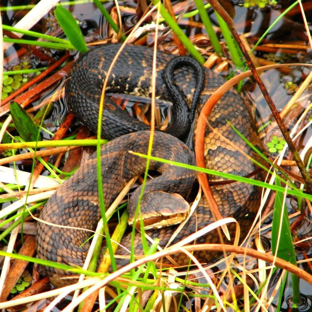 All About Water Moccasins: Why This Reptile Appears Near Homes