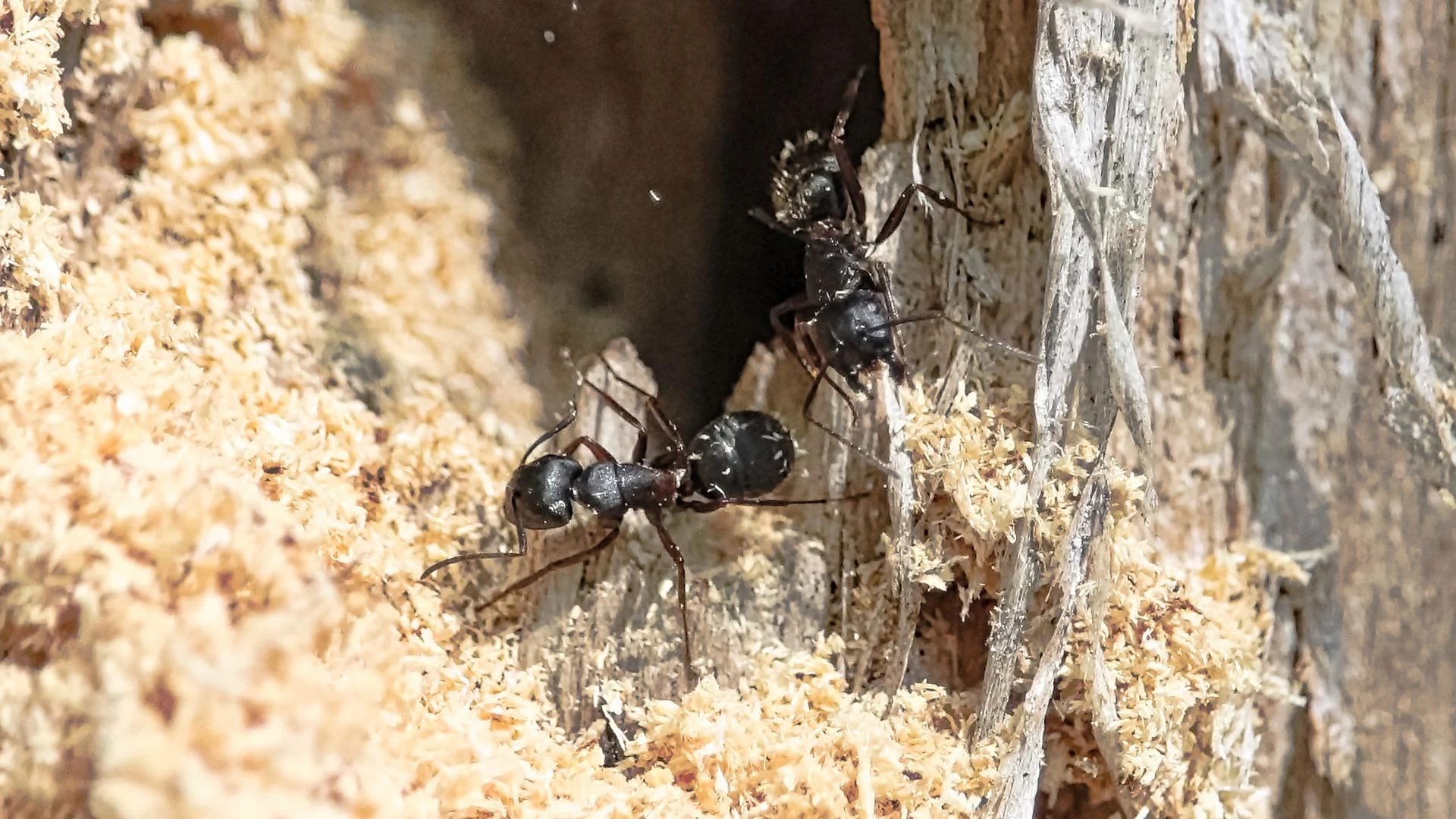 Ant Spotlight the Carpenter Ant: Why It Enters Your Home