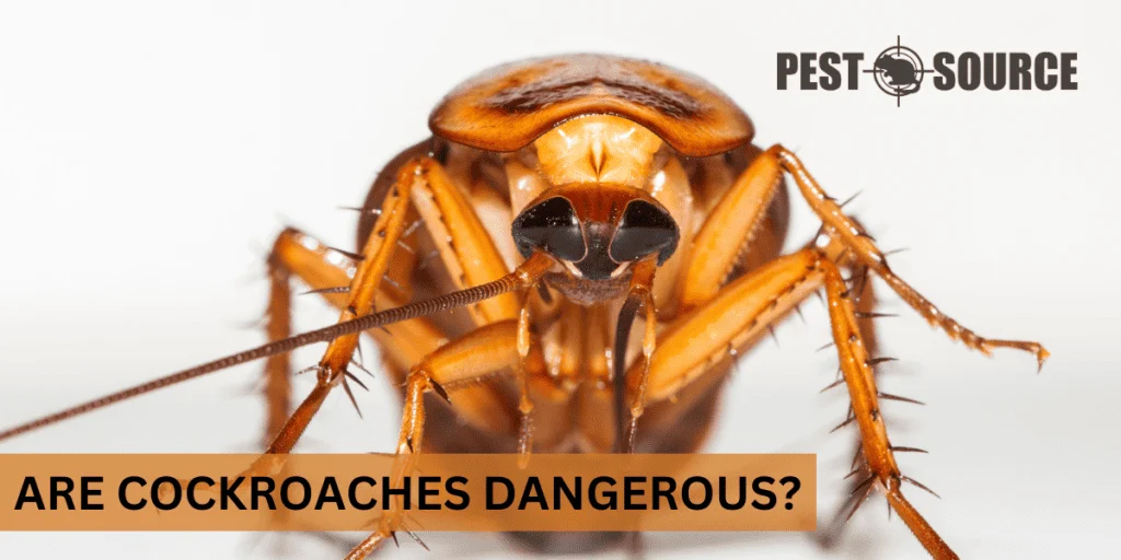 are cockroaches dangerous 2: Understanding the Health Risks