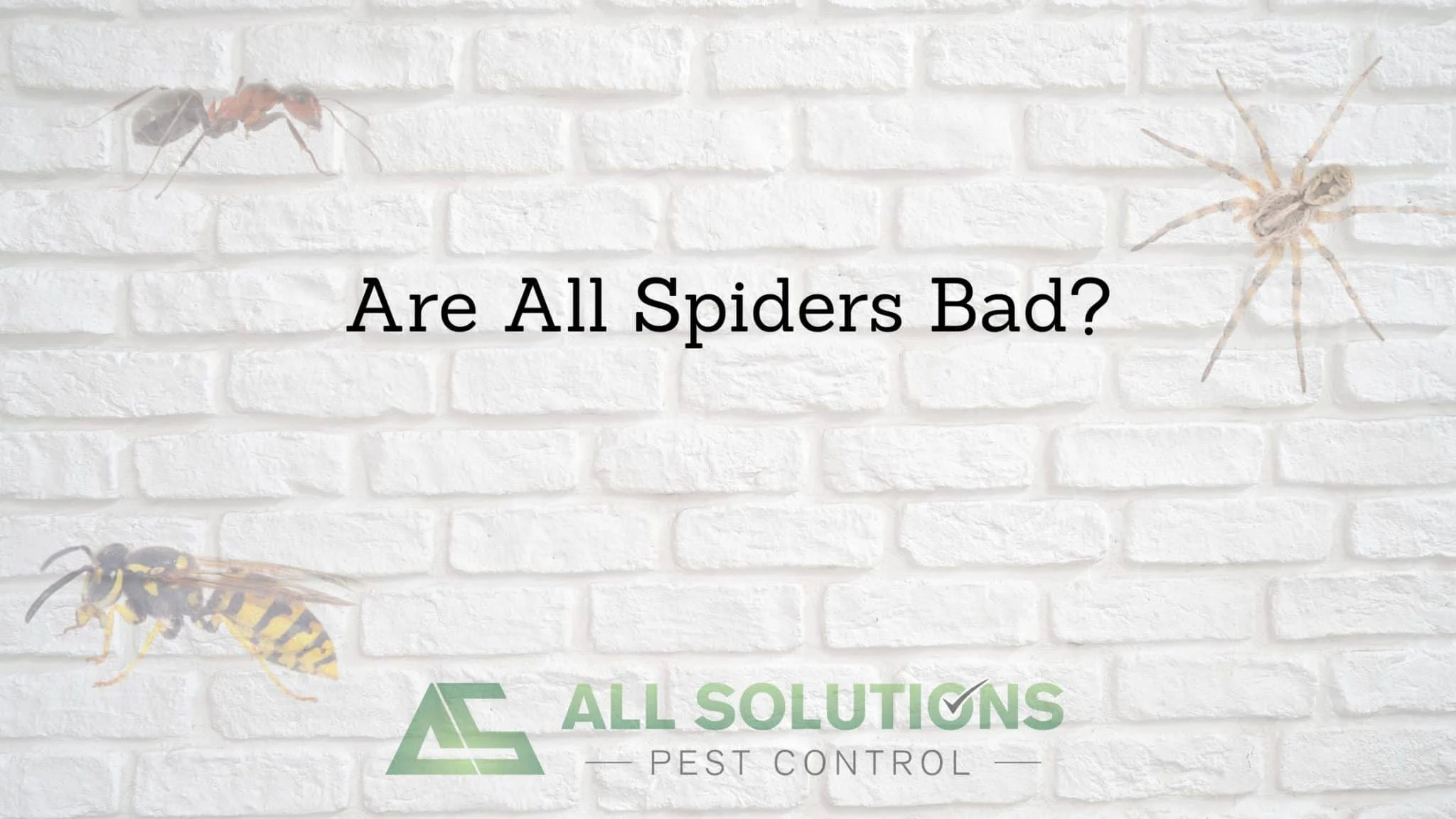 are spiders bad pests? Understanding the Reality