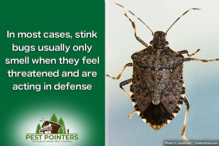Are Stink Bugs Harmful? Understanding the Risks