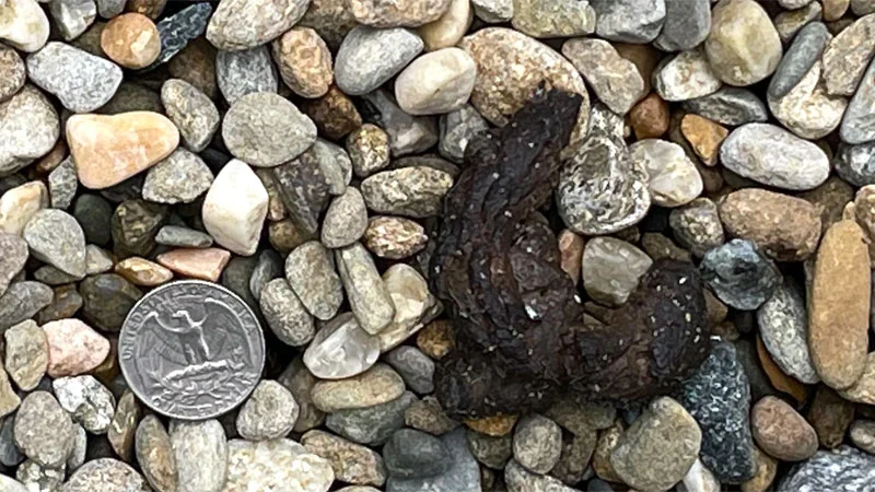 backyard animal poop identification skunk: Why This Creature Shows Up in Residential Areas
