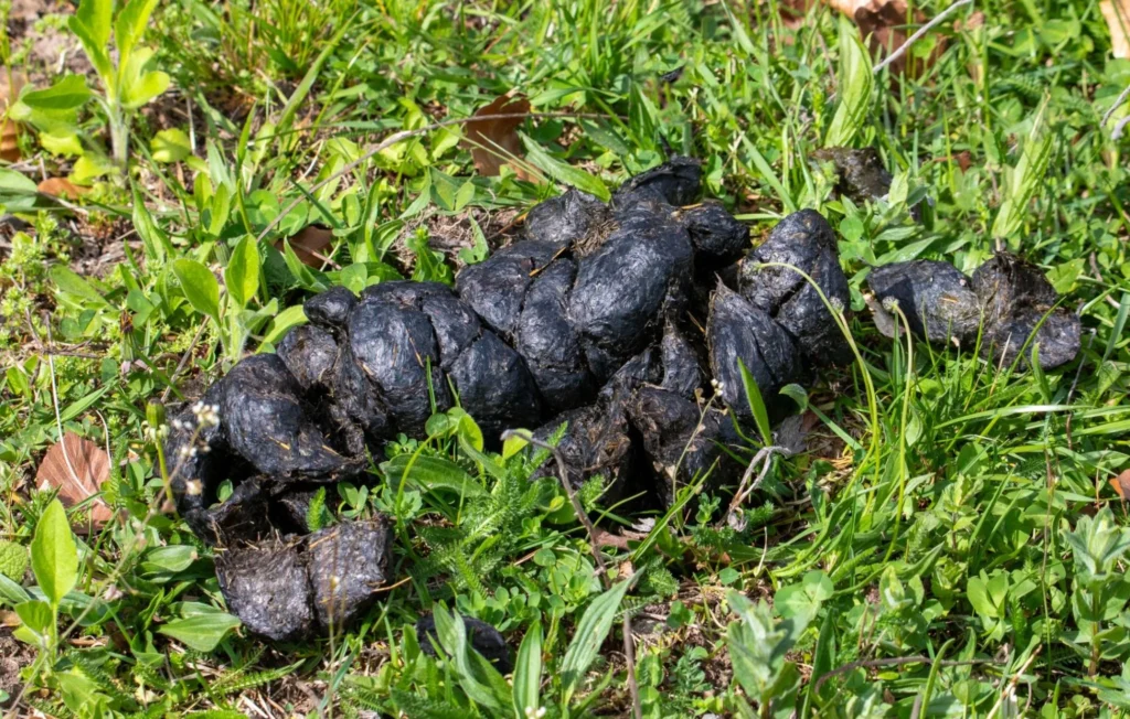 backyard animal poop identification: Why This Happens in Your Yard