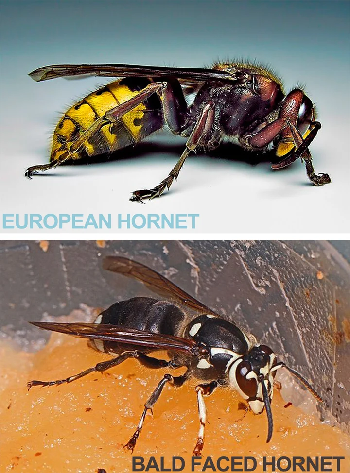 bald faced vs European hornet which do you have: How to Identify the Species