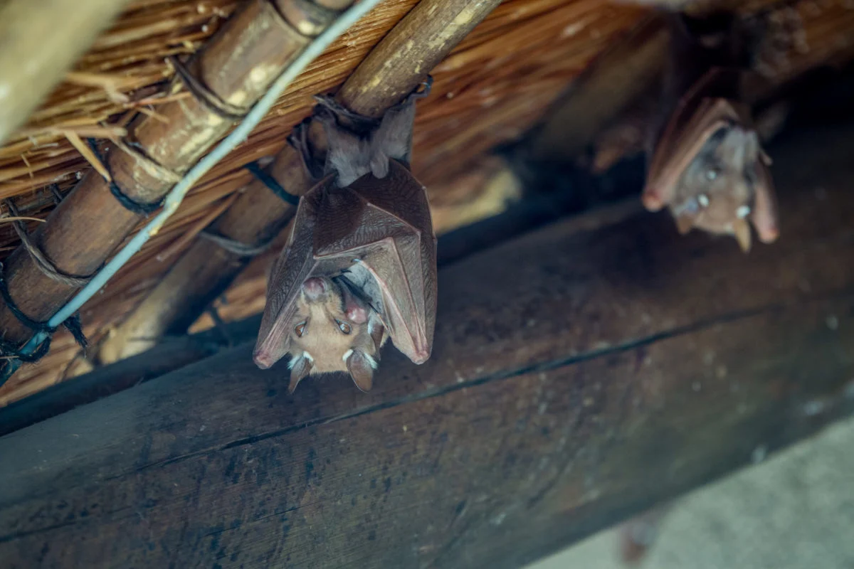 Bat Removal Atlanta: Why These Mammals Choose Your Home