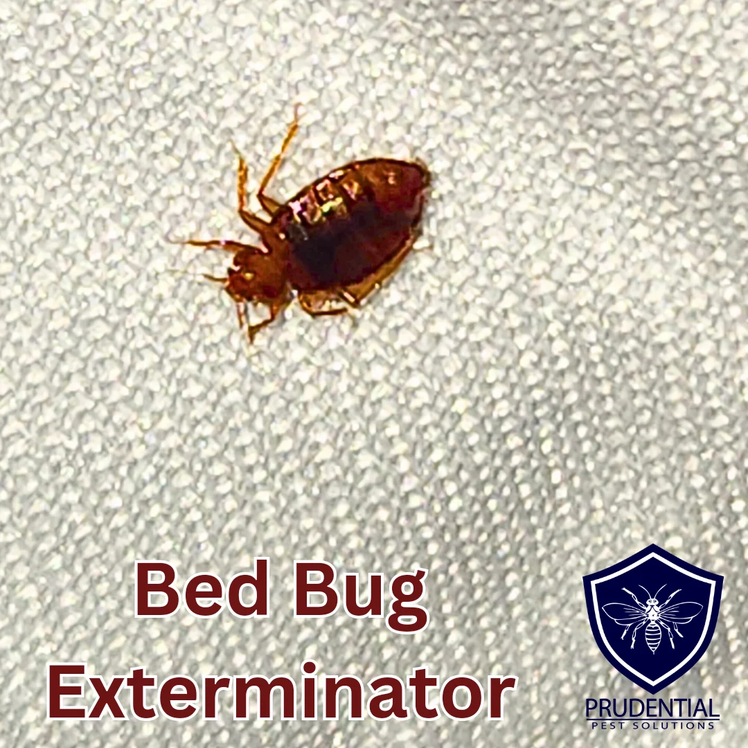 Bed Bug Treatment Brookhaven: Why These Pests Invade Homes