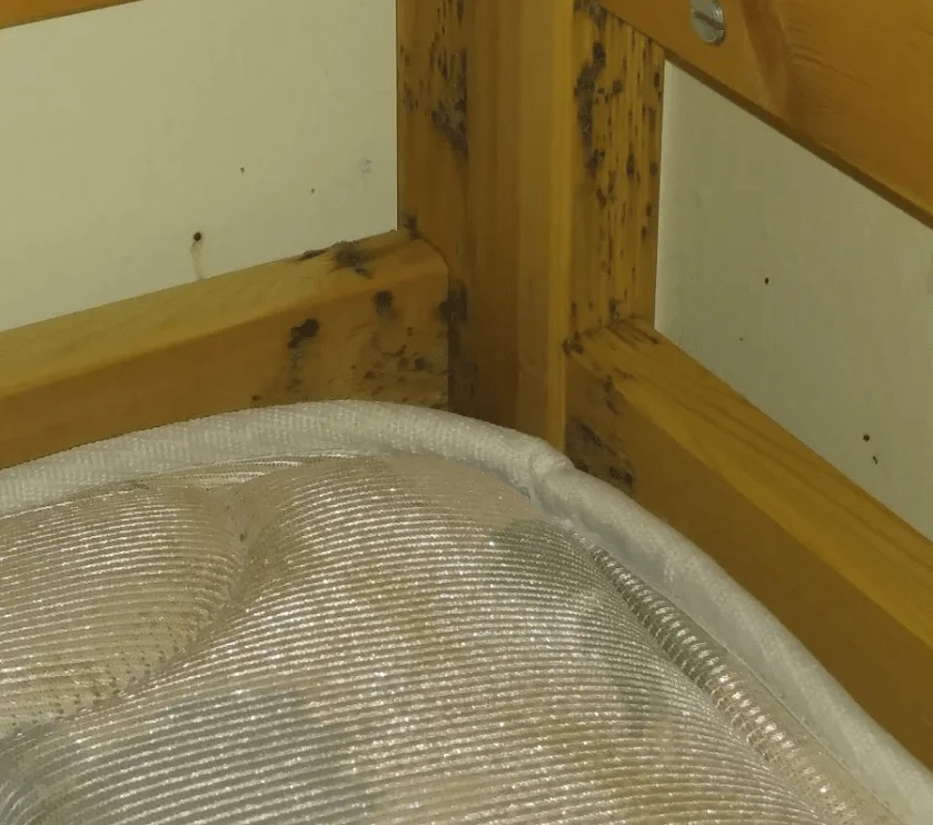 bed bug treatment clearwater: Why This Pest Appears in Homes
