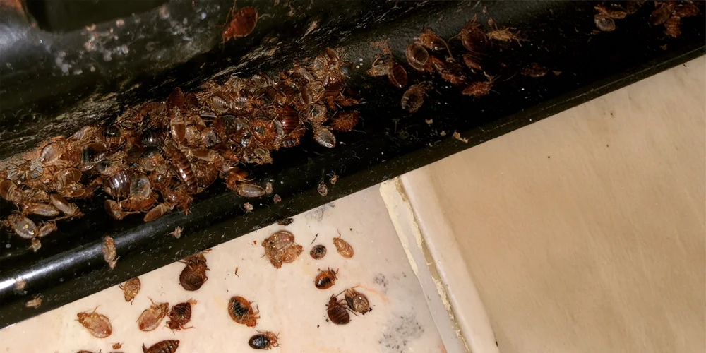 bed bug treatment Fair Oaks: Signs of Infestation