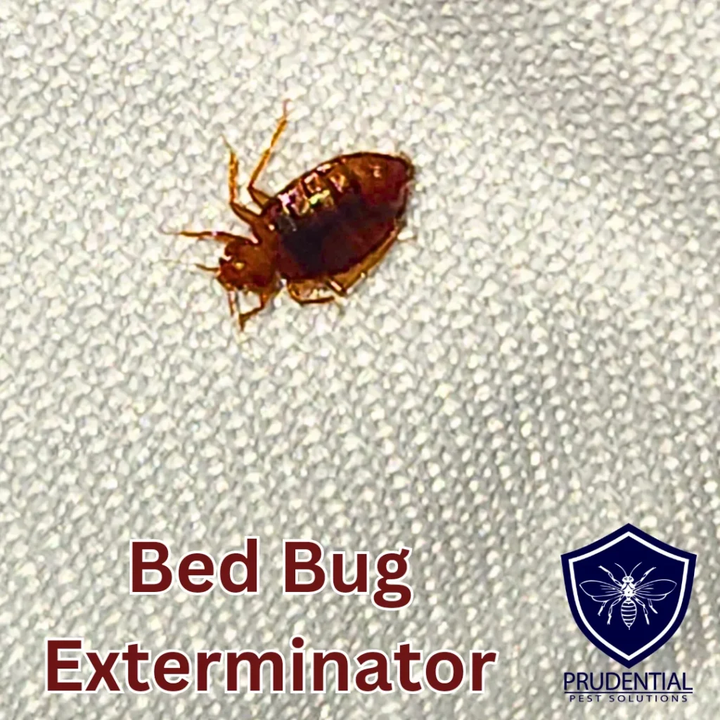bed bug treatment Fair Oaks: Why This Pest Appears in Homes