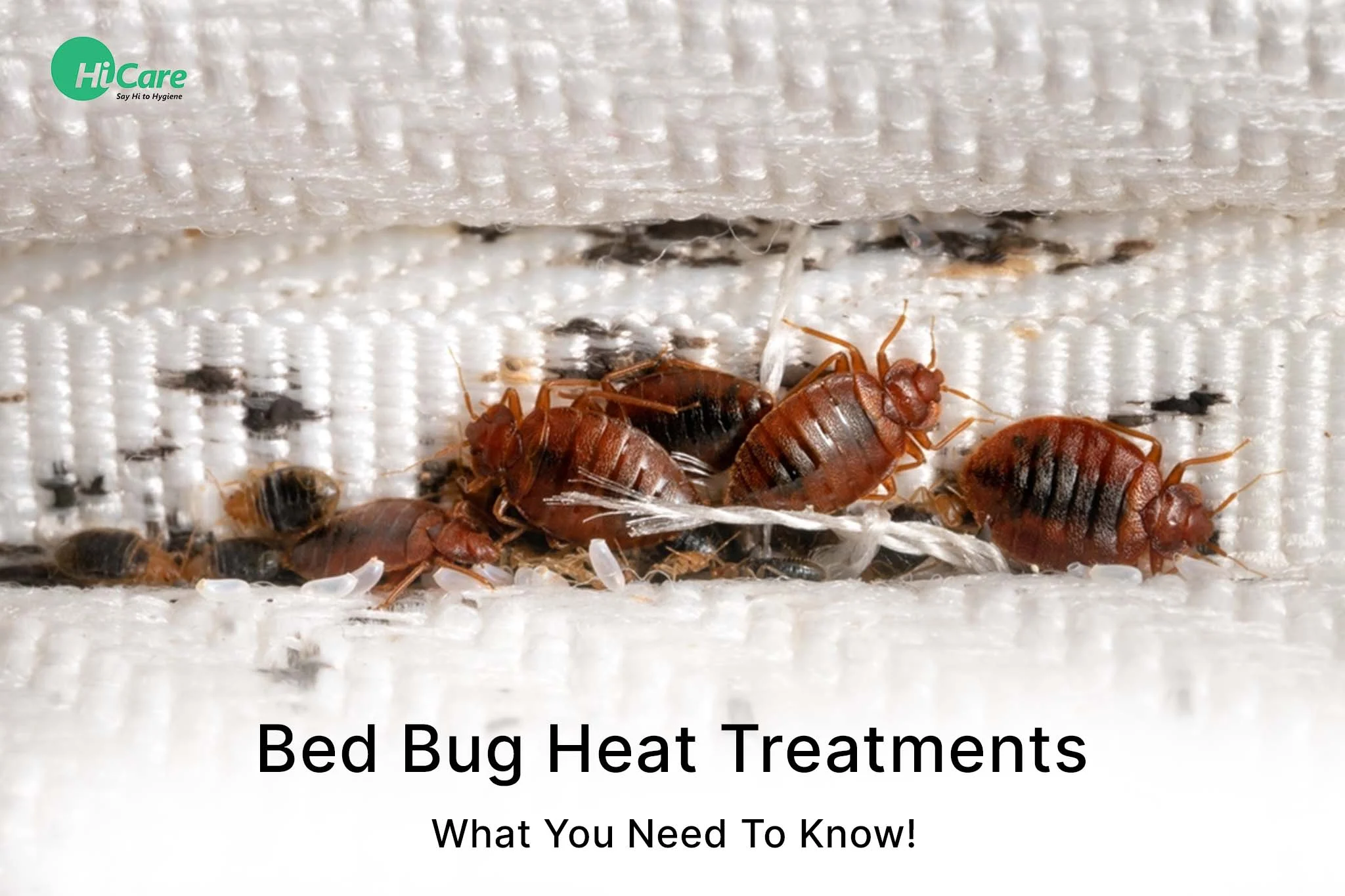Bed Bug Treatment Seminole: Why It Matters for Your Home