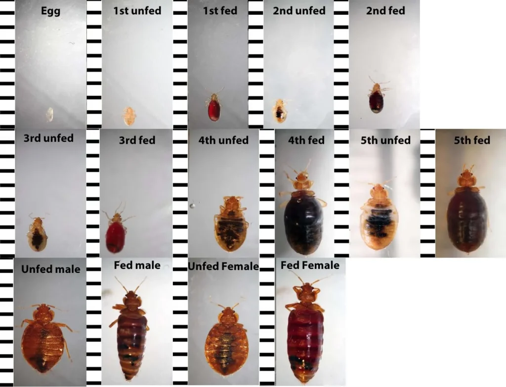 Bed Bug Treatment University: Understanding Why These Pests Appear in University Housing