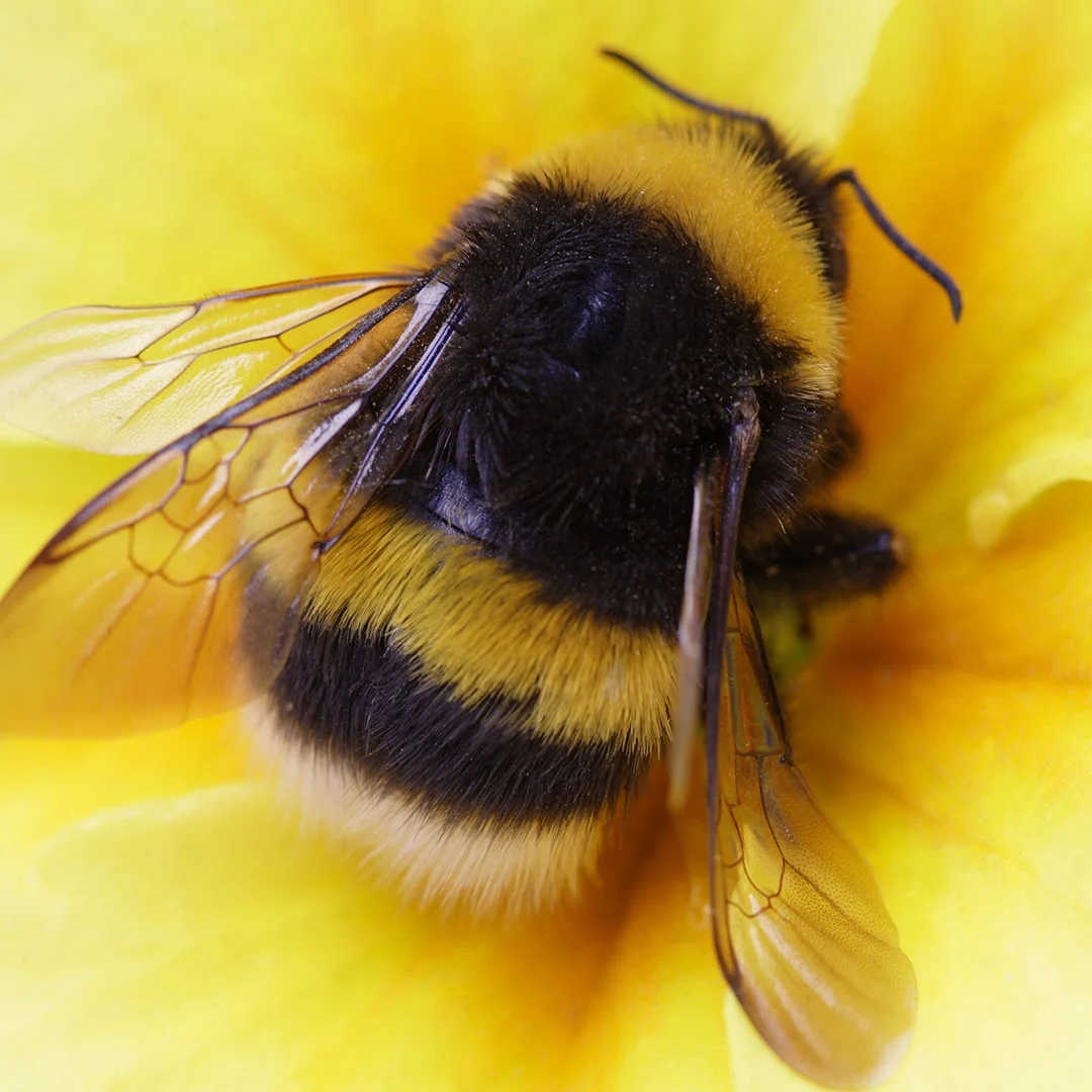 Bee Spotlight the Bumblebee: Why This Pest Appears in Homes