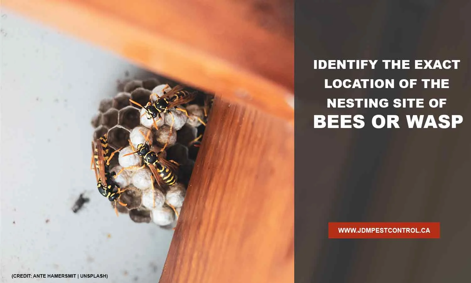 Bee Wasp Removal: Why These Pests Appear in Homes