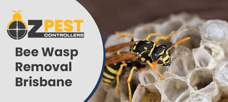 bee wasp removal: Why This Pest Appears in Homes