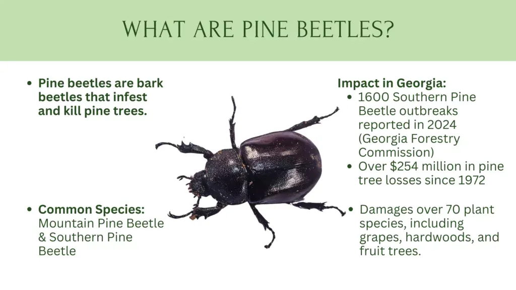 beetle control – Why This Pest Appears in Homes