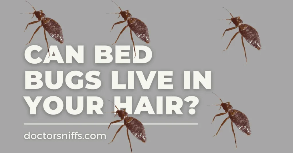 Can Bed Bugs Live in Your Hair? The Biological Truth
