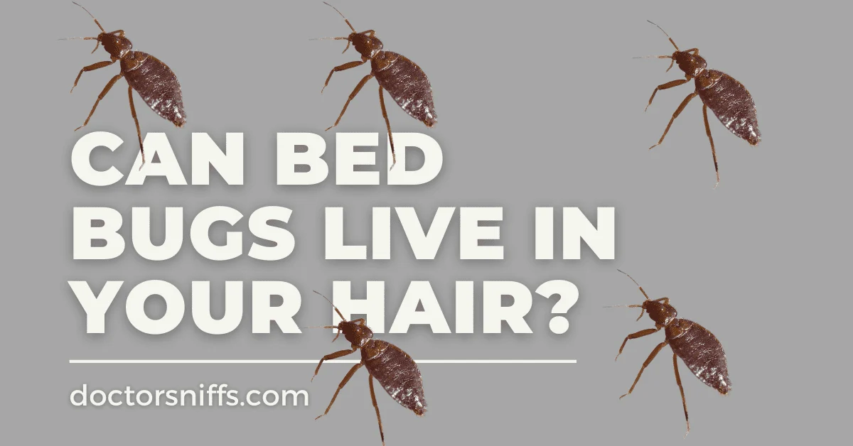 Can Bed Bugs Live in Your Hair? The Biological Truth