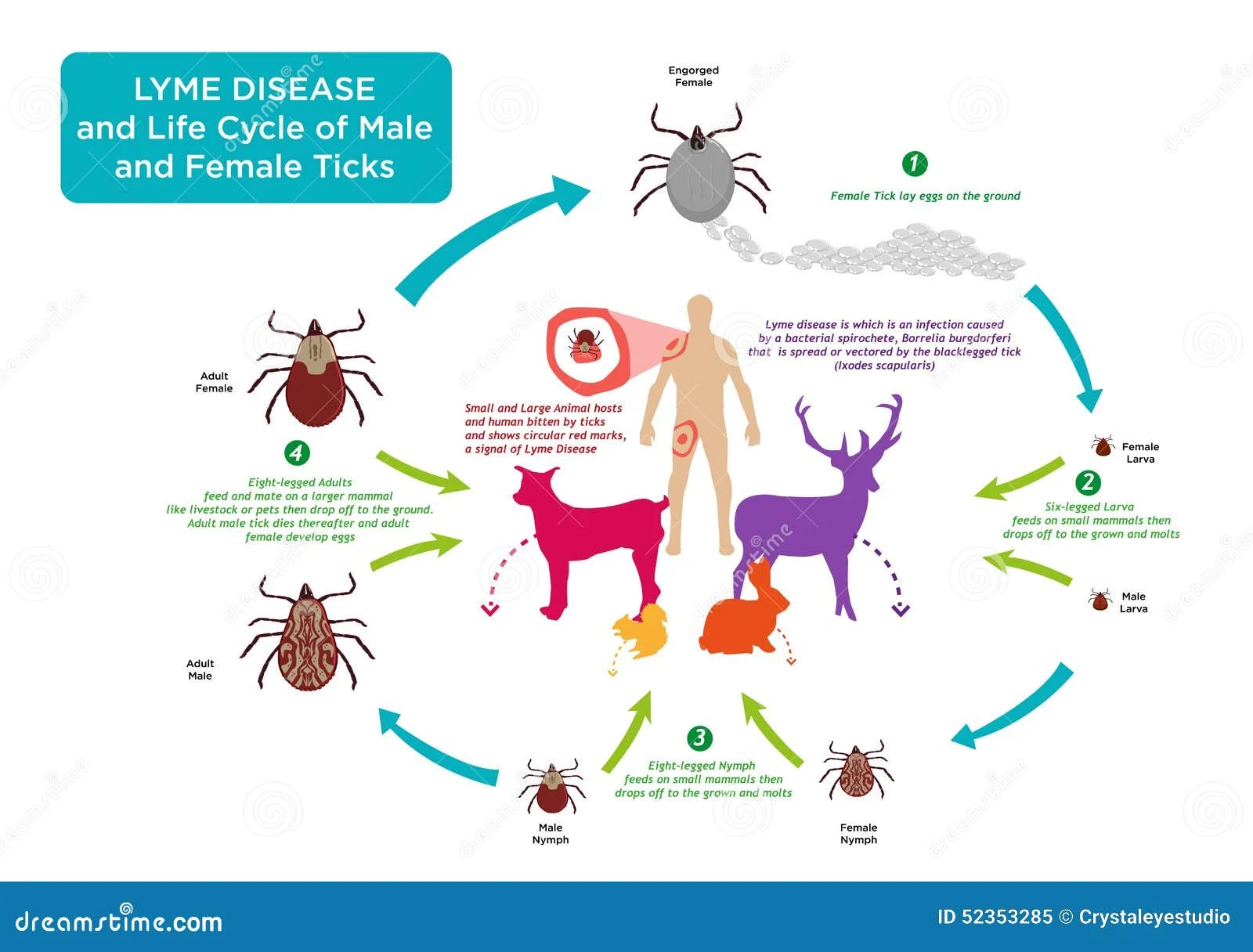 can cats get lyme disease: Understanding the Tick Vector