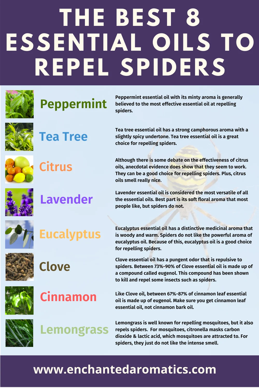 Can You Use Essential Oils to Get Rid of Spiders? Understanding the Basics