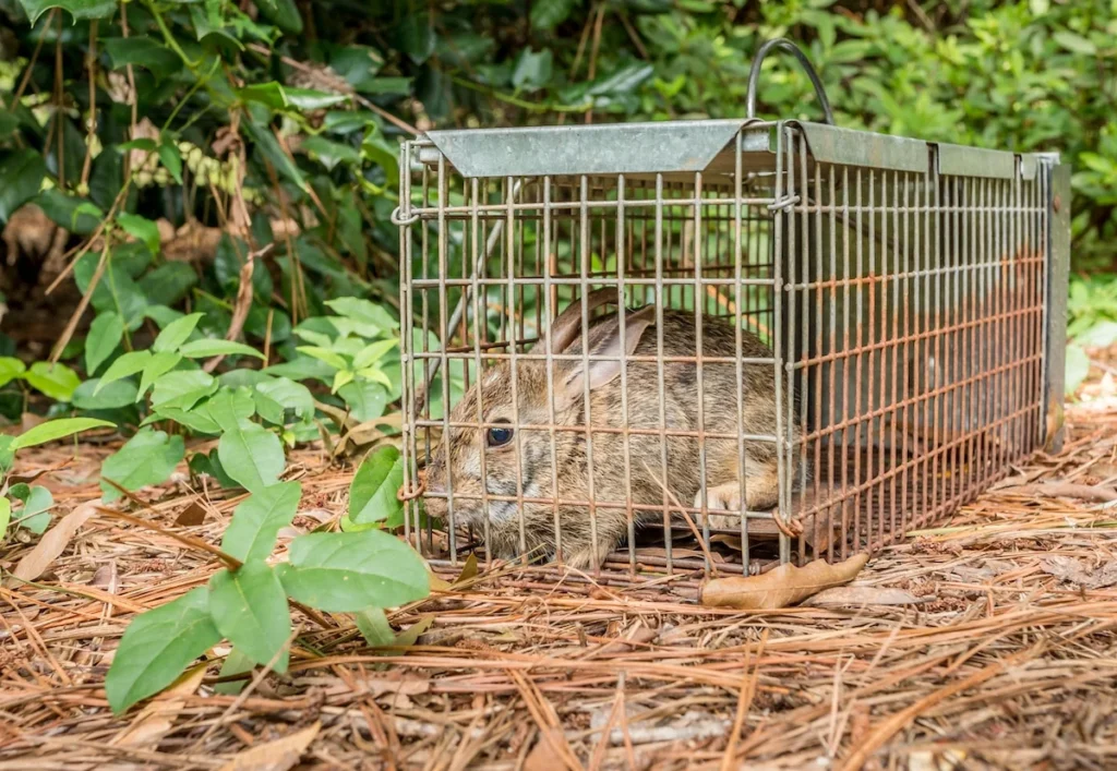 Chemical and Product Treatment for Wildlife Removal in Gainesville