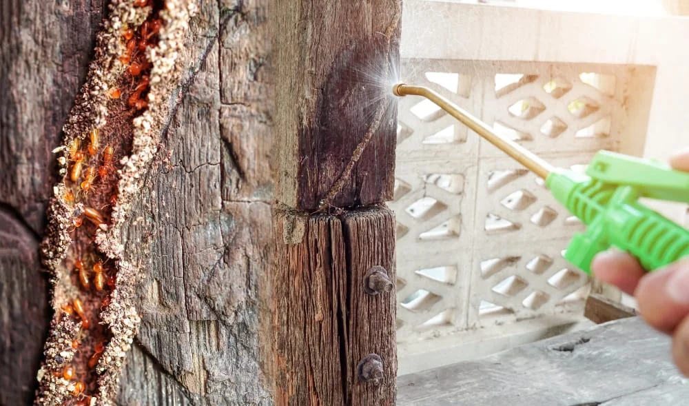 Chemical Treatment for Termite Infestations