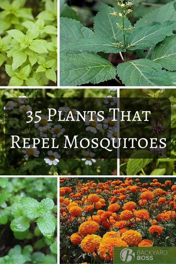 Common Insect Pests and the Plants that Repel Them