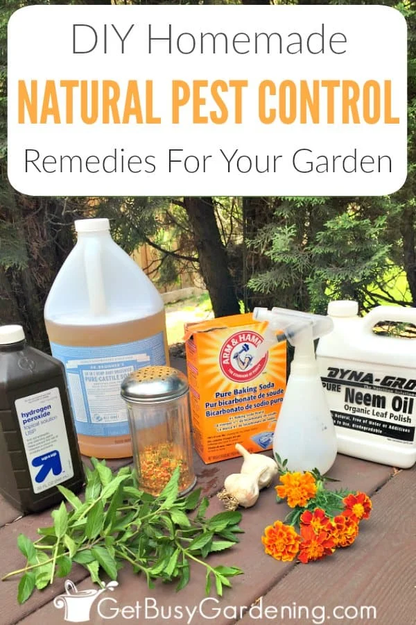 DIY pest control largo Tips: Natural Removal Methods