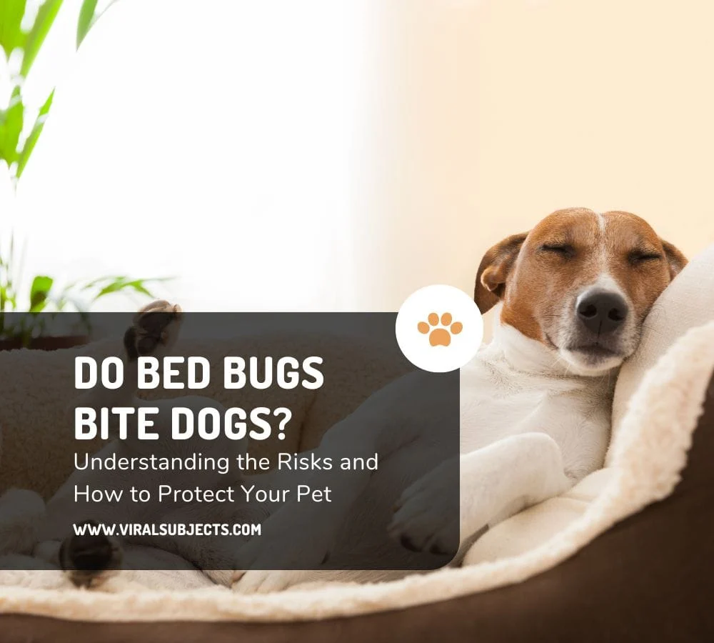 Do Bed Bugs Bite Dogs? Understanding the Risk