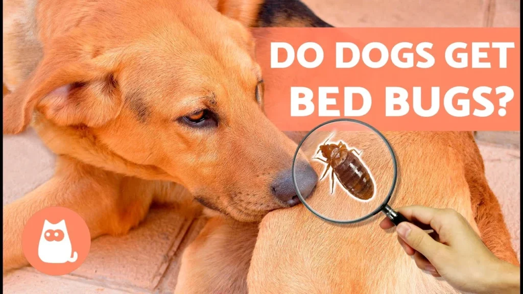 Do Bed Bugs Bite Dogs? What the Science Says