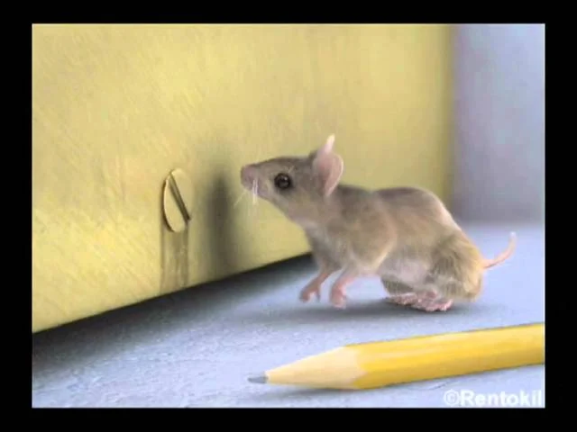do mice return to the same house unveiling the secrets: Why Mice Choose Your Home