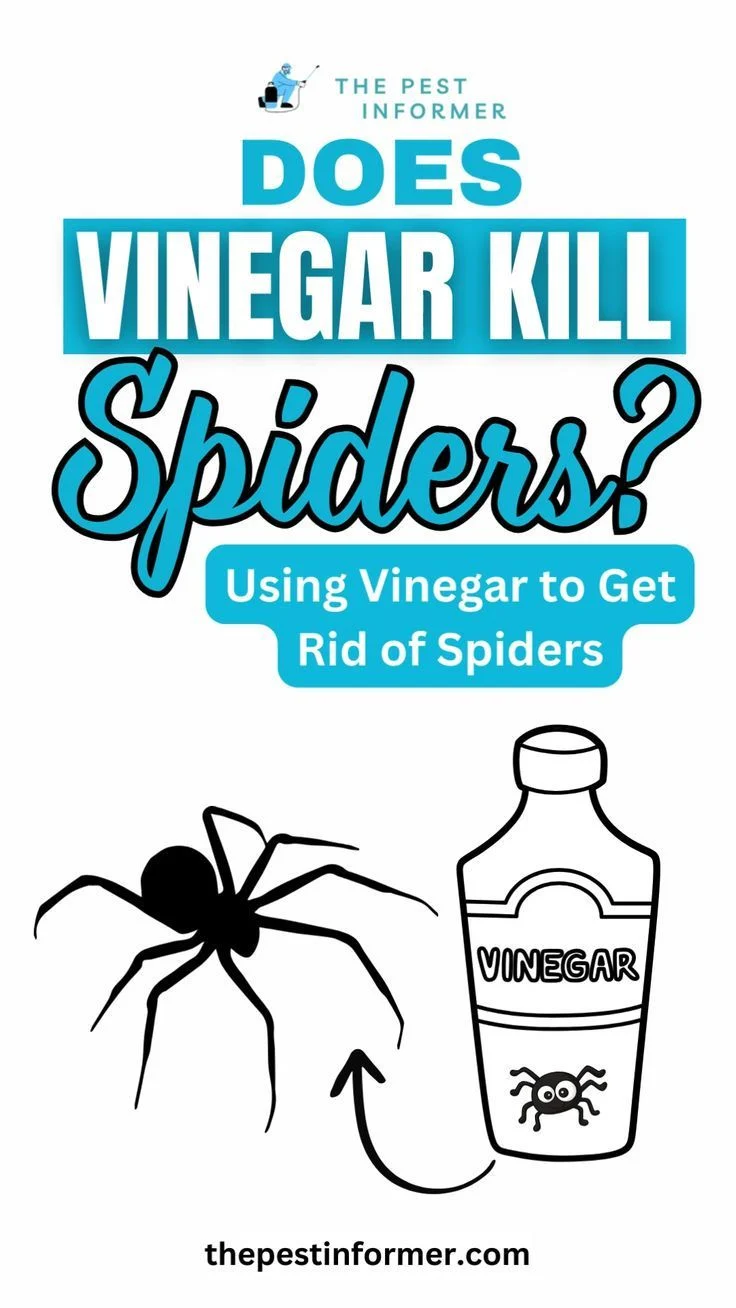Does Vinegar Get Rid of Spiders? Understanding the Science