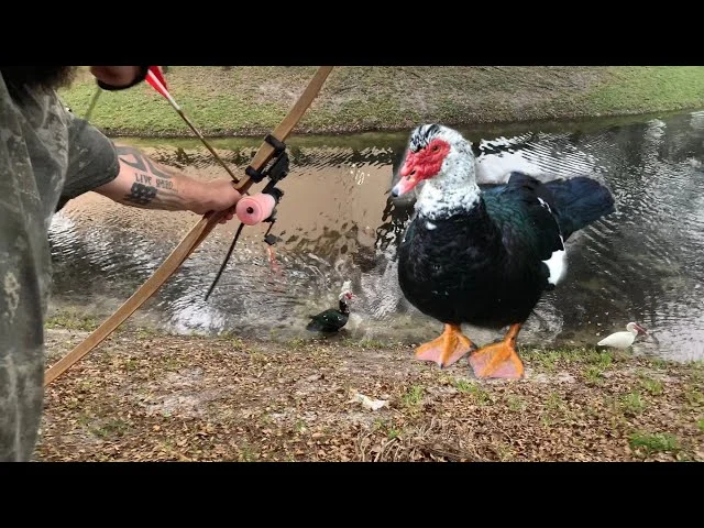 Duck Trapping and Removal: Why This Issue Happens