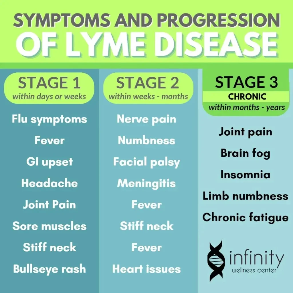 Early Localized Stage (Days to Weeks) – First Stages of Lyme Disease
