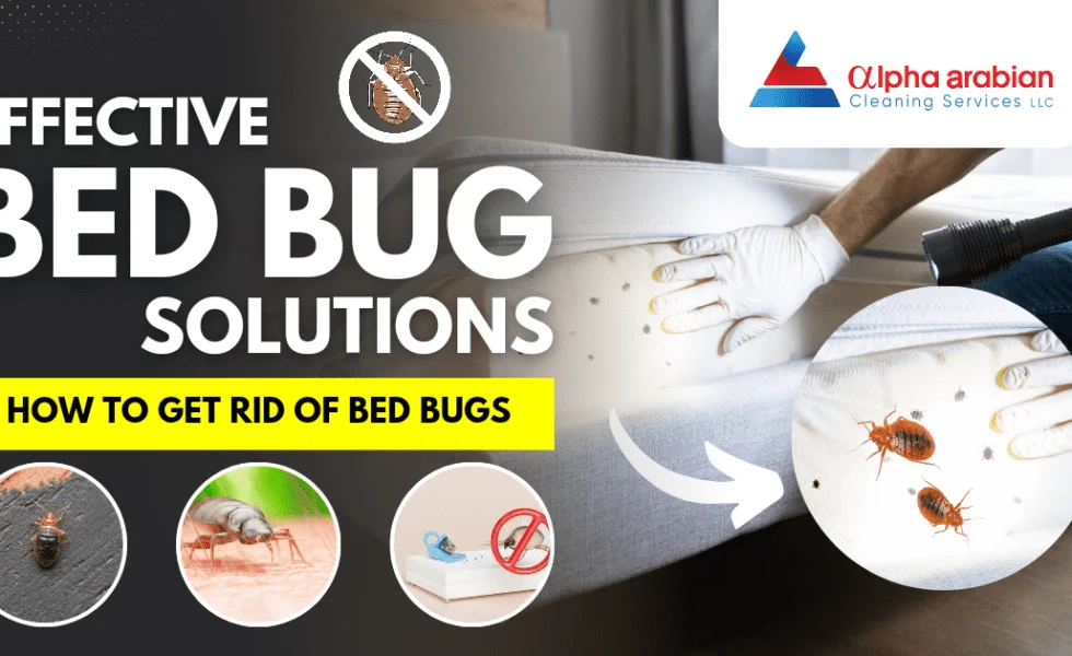 Effective bed bug treatment lake park Strategies