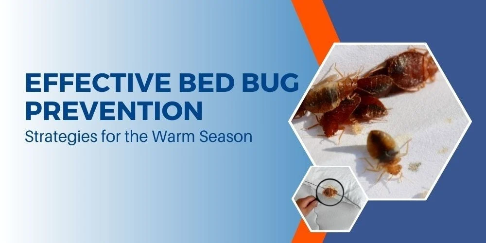Effective bed bug treatment St Petersburg Strategies: Signs of Infestation