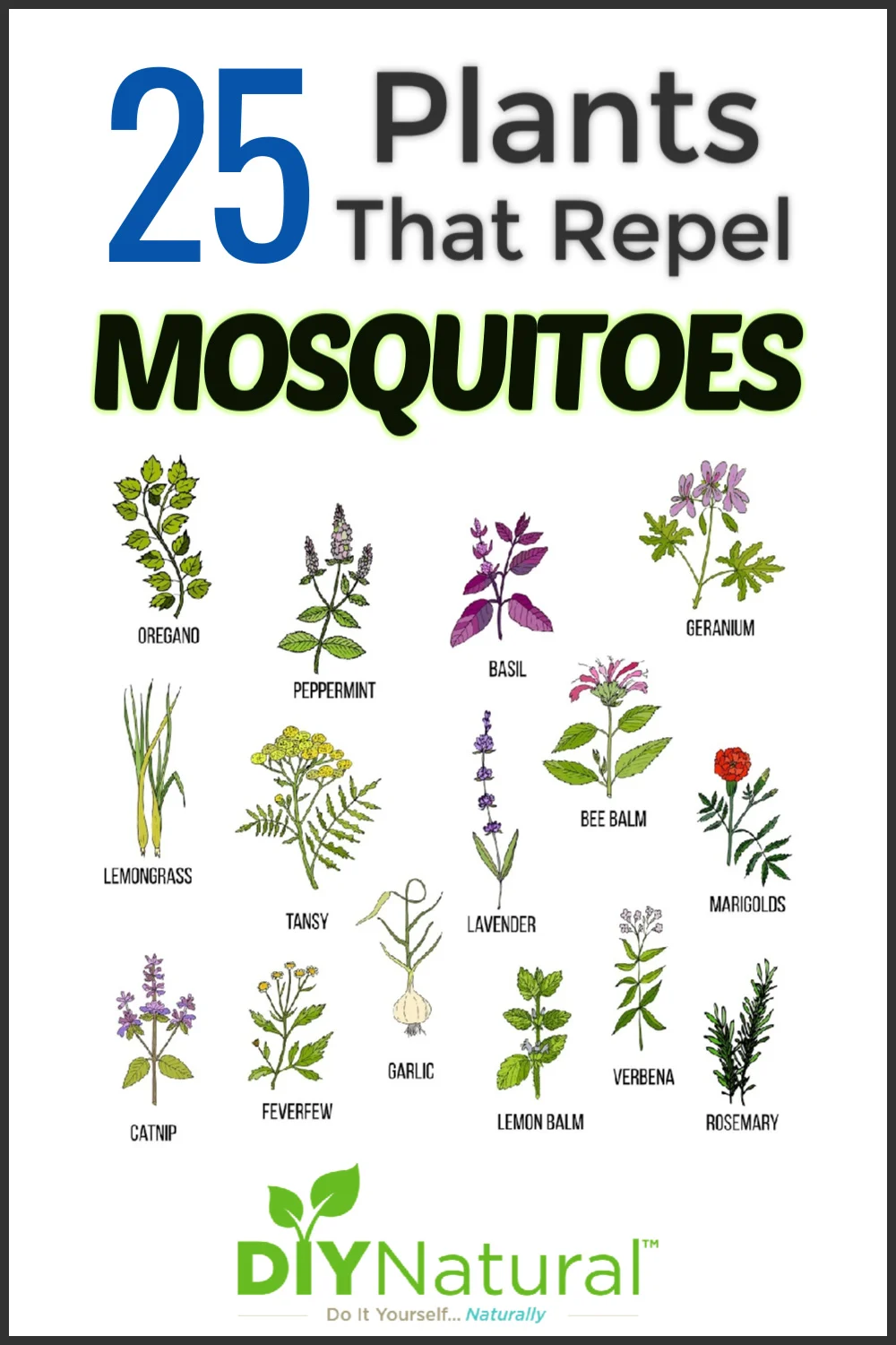 Five Plants That Keep Mosquitoes Away: An Overview