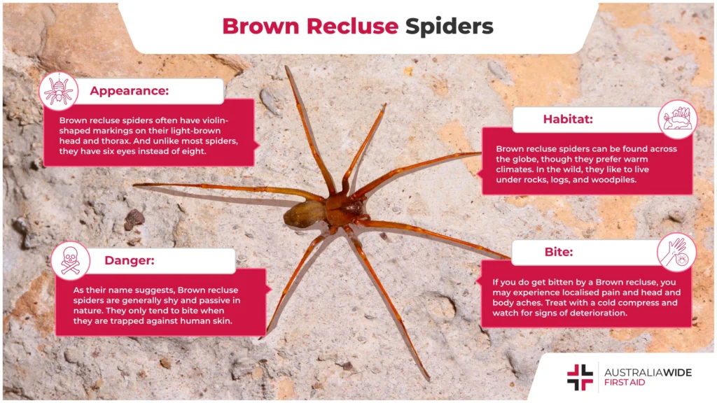 Five Things You Didn’t Know About the Brown Recluse Spider