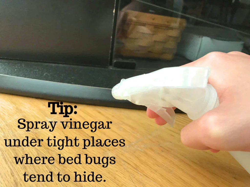 home remedies for bed bugs with vinegar: Signs of Infestation
