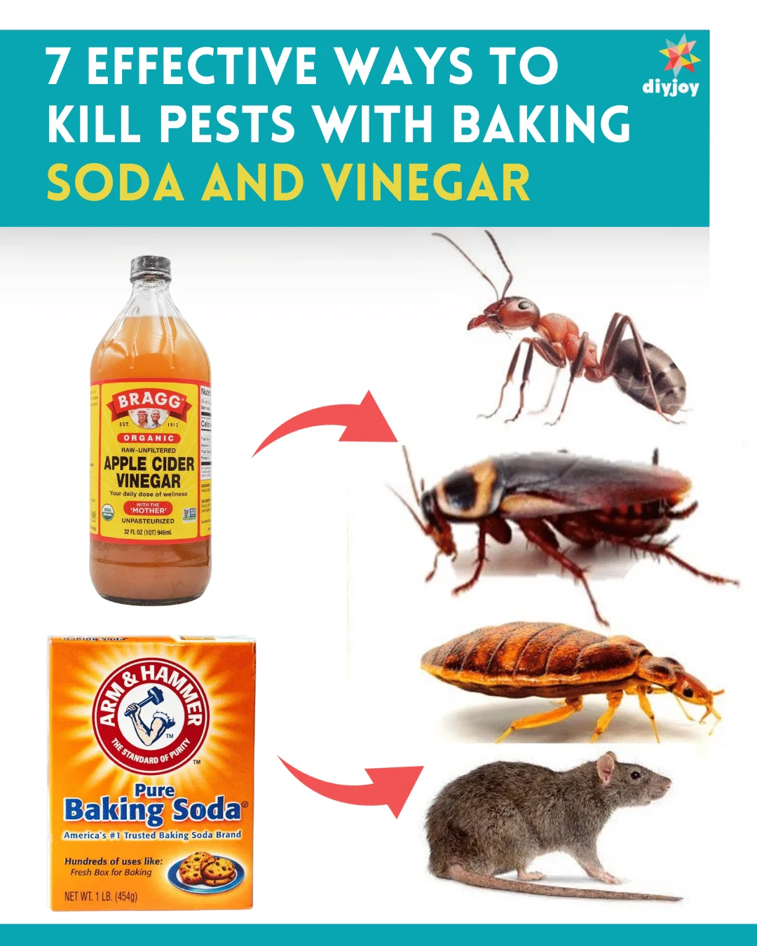 home remedies for bed bugs with vinegar: Why This Pest Appears in Homes