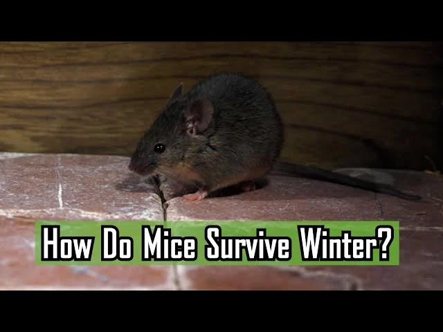 how do mice survive winter? The Biology Behind Their Success