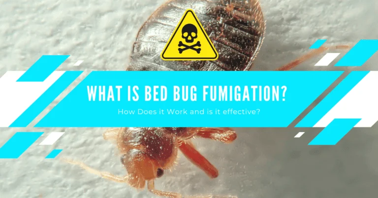 How Does Bed Bug Fumigation Work? The Science Behind the Fog