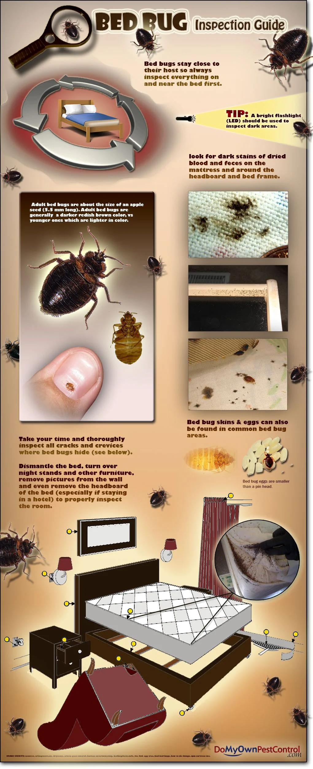 How Pest Control Get Rid of Bed Bugs: Inspection and Planning