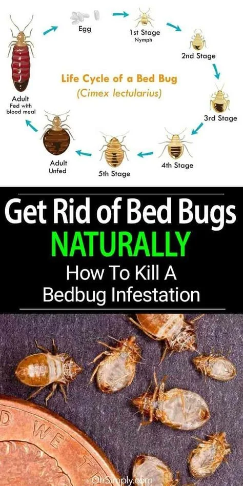 how pest control get rid of bed bugs: Understanding Their Biology
