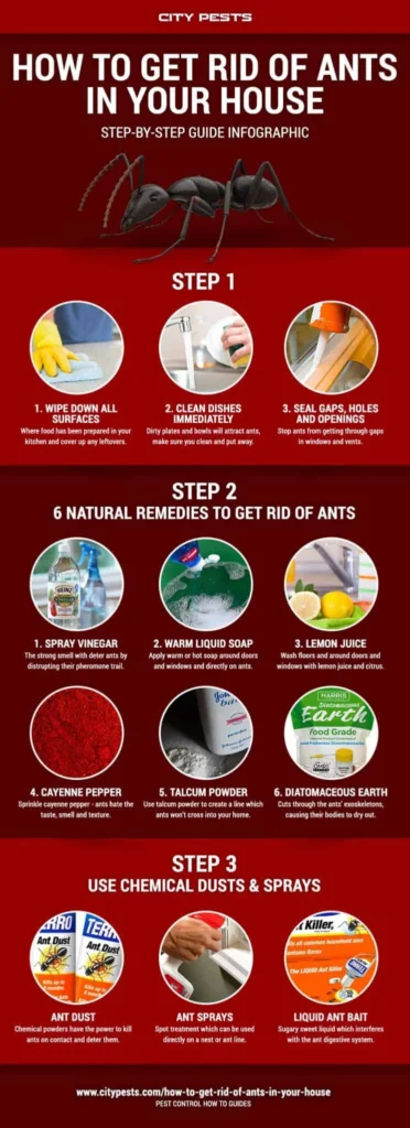 How to Get Rid of Ants: Understanding Why They Invade Your Home
