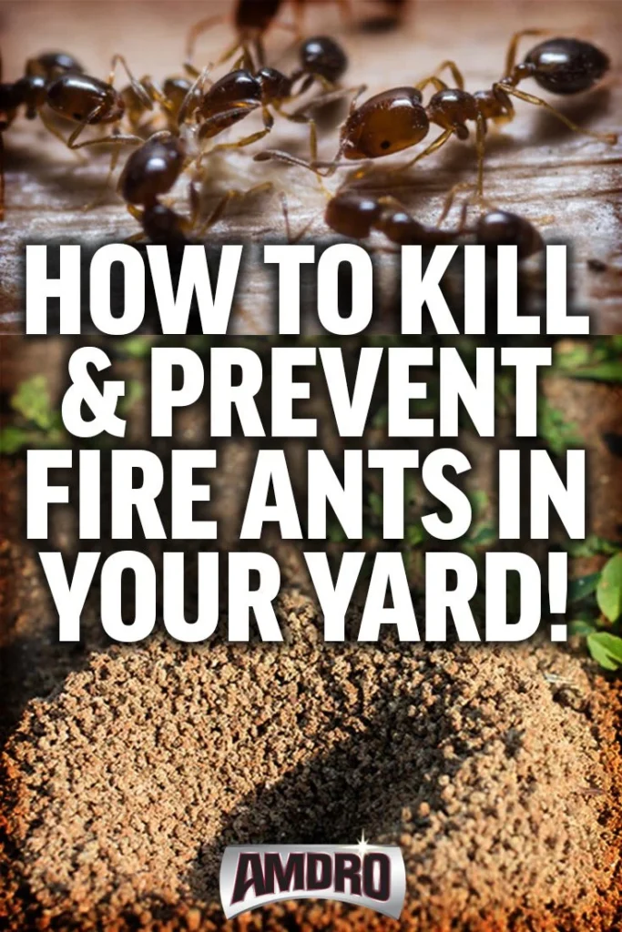 How to Get Rid of Fire Ants: Signs of Infestation