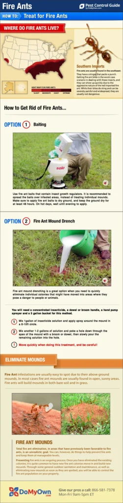 How to Get Rid of Fire Ants: Why This Pest Appears in Homes