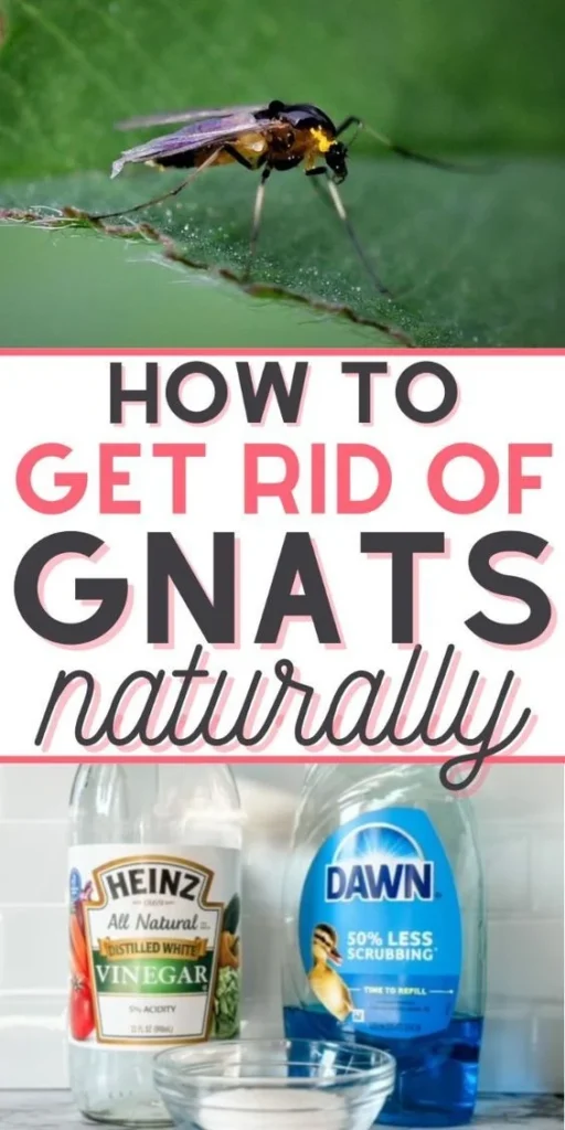how to get rid of gnats: Natural Removal Methods
